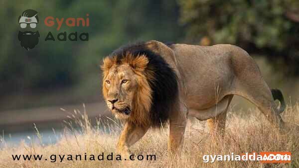 World Lion Day Quotes