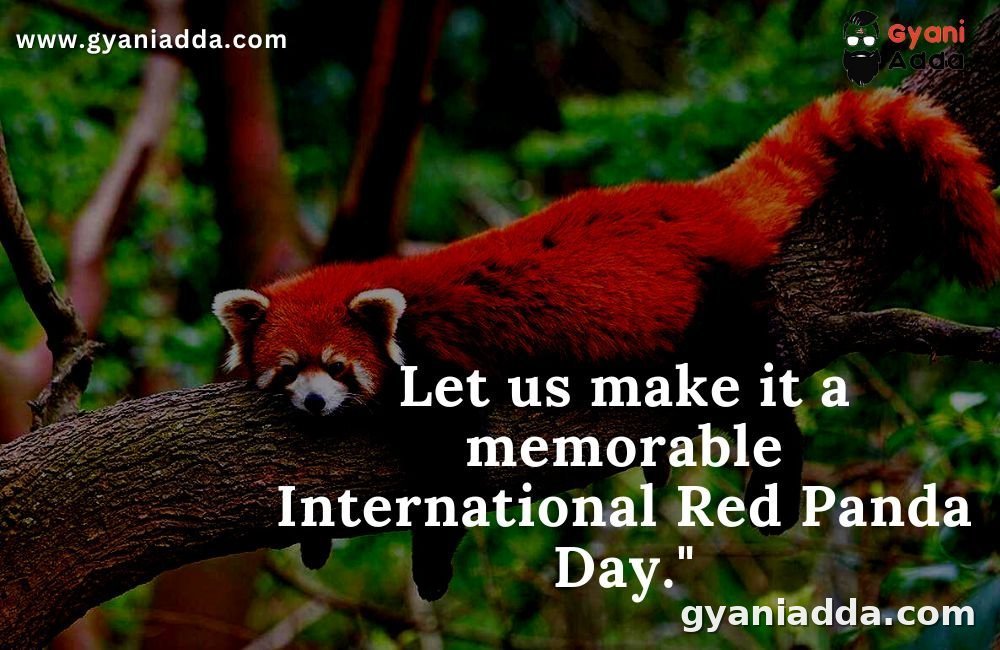 Happy International Red Panda Day