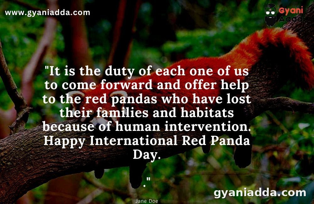 International Red Panda Day