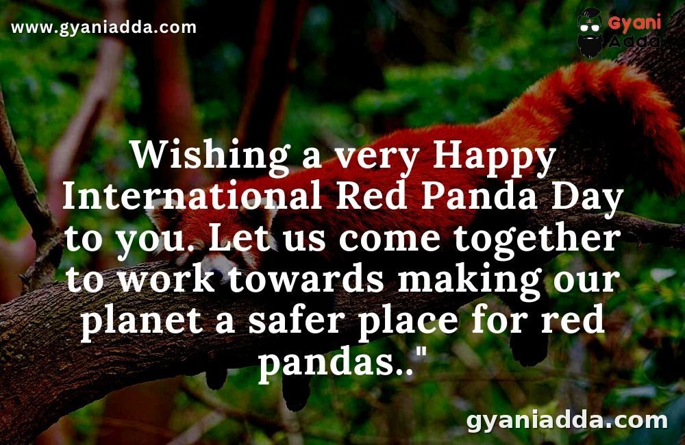 International Red Panda Day 2022 History, Significance, Quotes, Theme, Images and Key Facts ,Red Panda Day theme, Red Panda Day quotes, Red Panda Day image,