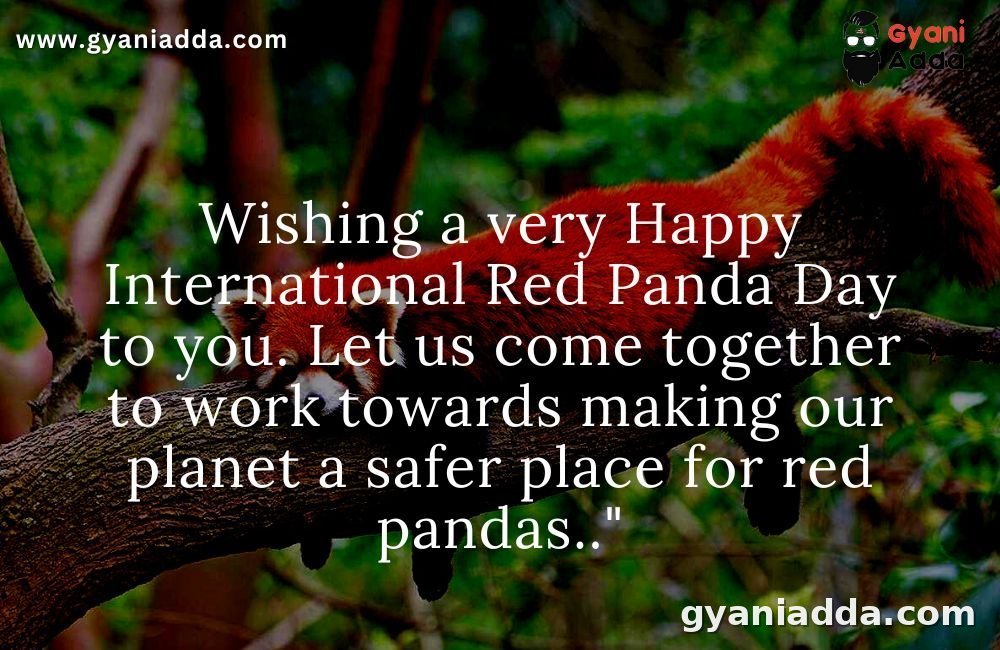 International Red Panda Day 2022 History, Significance, Quotes, Theme, Images and Key Facts ,Red Panda Day theme, Red Panda Day quotes, Red Panda Day image,