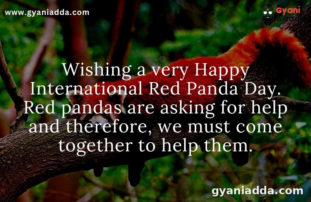 International Red Panda Day 2022 History, Significance, Quotes, Theme, Images and Key Facts ,Red Panda Day theme, Red Panda Day quotes, Red Panda Day image,