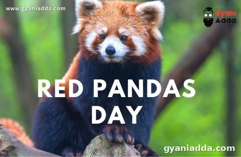 Happy International Red Panda Day 2026: History, Quotes, Theme, Key Facts