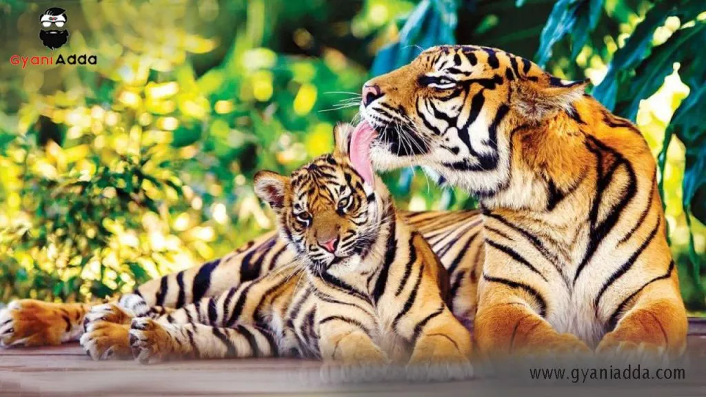 Slogan international tiger day