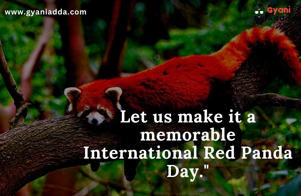 Happy International Red Panda Day 2023 History Theme Quotes