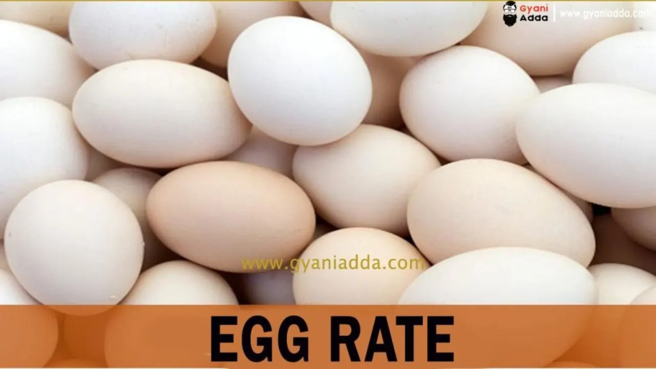 today egg rate