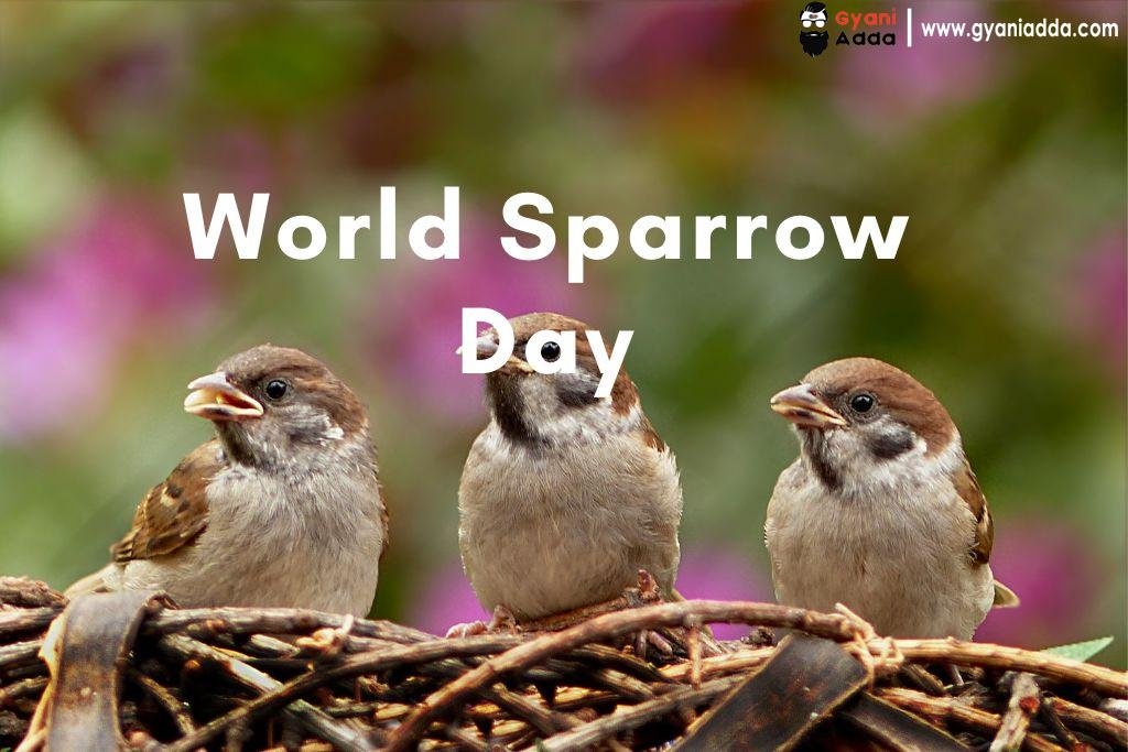 happy World Sparrow Day quotes